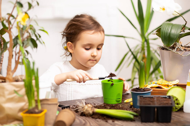 Home gardening. Little kid girl helping to care for home plants, green environment at home - Valokuva, kuva