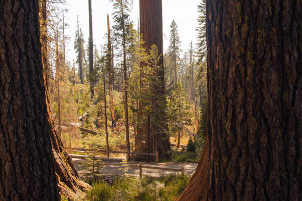 Autumnal natural landscape from Yosemite National Park, California, United States - Photo, Image