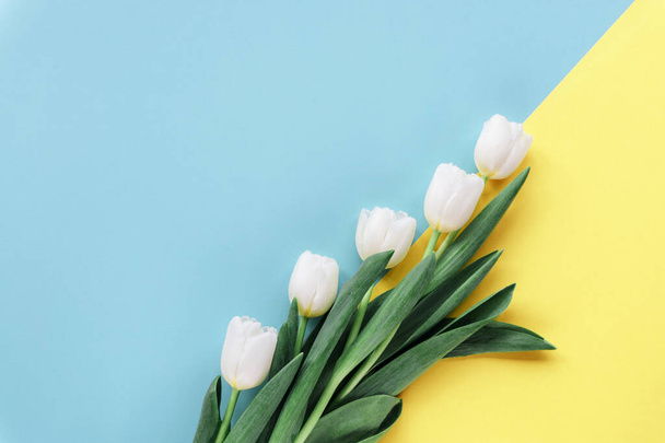 Tulipanes blancos sobre fondo azul y amarillo tonificado con espacio para copiar. Concepto de vacaciones de primavera. Vista superior, plano. - Foto, imagen