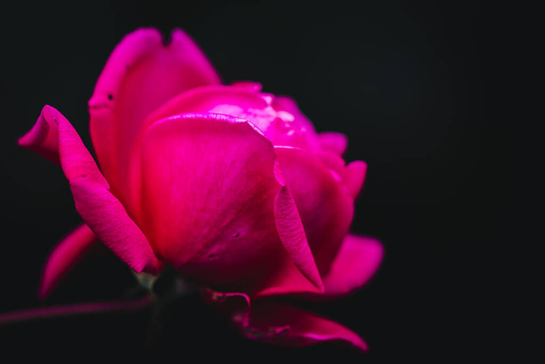 ピンク色のバラの花の魅力を間近で見ることができます。選択的焦点 - 写真・画像
