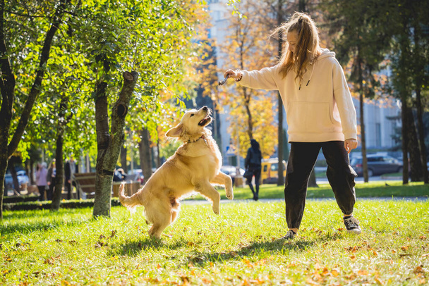 The owner plays the golden retriever dog in the park. - 写真・画像
