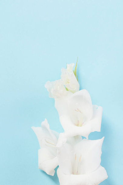 white gladiolus on blue background - Фото, изображение