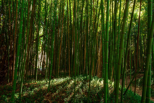 bamboo forest in Portugal in winter - Fotó, kép
