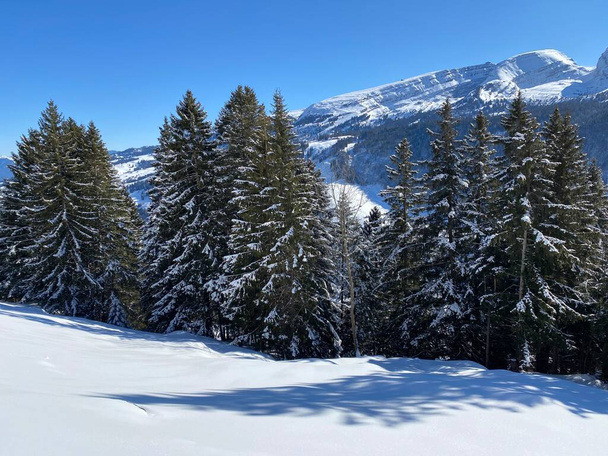 Pintorescas copas de árboles alpinos en un ambiente típico de invierno después de fuertes nevadas sobre el valle alpino de Obertoggenburg y en los Alpes Suizos Alt St. Johann, Suiza (Schweiz) - Foto, imagen
