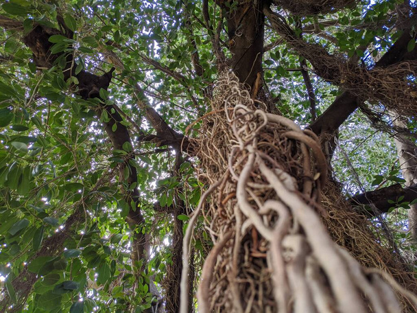 Banyan tree with big old roots in daytime light natural ficus tree - Photo, Image