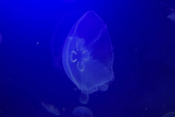 Jelly fish in an aquarium - Φωτογραφία, εικόνα