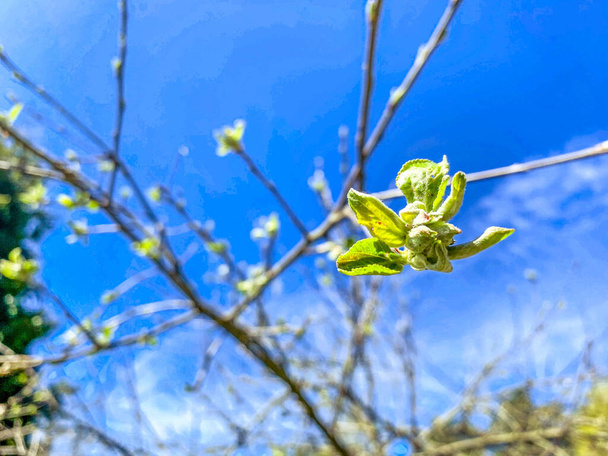 青い空を背景に木の枝が咲き。開花植物と枝。美しく可愛い白い花. - 写真・画像