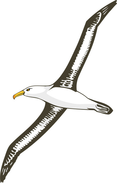 Black Based Albatross Vector Illustration - Вектор, зображення