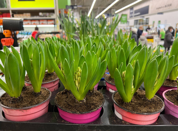 Ongeopende hyacinten in potten op de plank van een tuinvoorraadwinkel.  - Foto, afbeelding