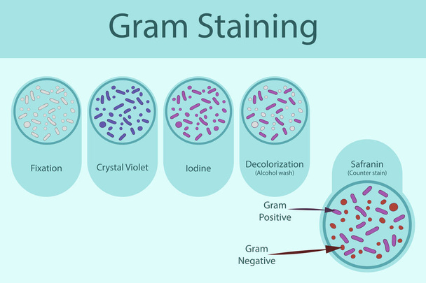 Schemat przedstawiający etapy techniki barwienia grama - laboratorium mikrobiologiczne z zastosowaniem fioletu kryształowego i Safraniny - Zdjęcie, obraz