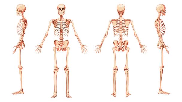 Skeleton Human front back two sides view with arms open pose ventral, lateral, and dorsal views. Set of realistic - Vector, Image