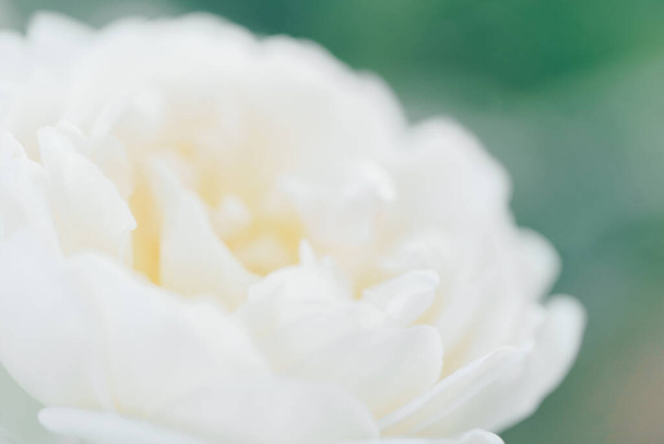 Valkoinen defocused sumea ruusuja kukkia tausta. Abstrakti kukkatausta. Makro vaaleanpunainen terälehtiä rakenne - Valokuva, kuva