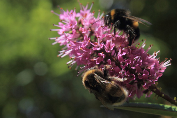 Bumblebees τρέφονται με ένα λουλούδι Ήβη - Φωτογραφία, εικόνα