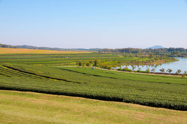 green tea farm with blue sky background - selective focus. - Zdjęcie, obraz