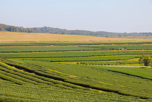 green tea farm with blue sky background - selective focus. - Foto, immagini