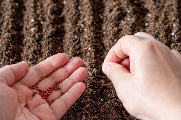 Рука фермера сеет семена в почву
 - Фото, изображение
