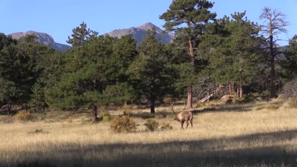 býk elk - Záběry, video