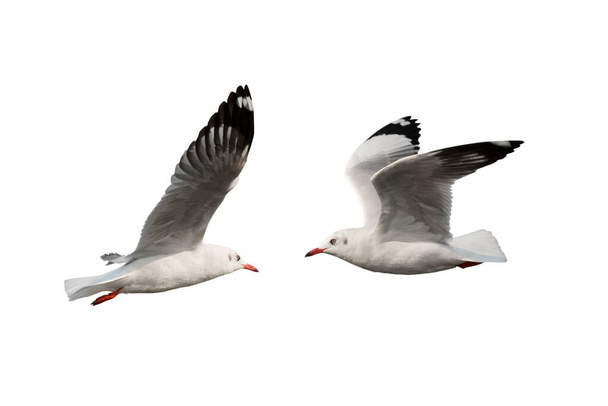 Чайка політ ізольовані на білому тлі - Фото, зображення