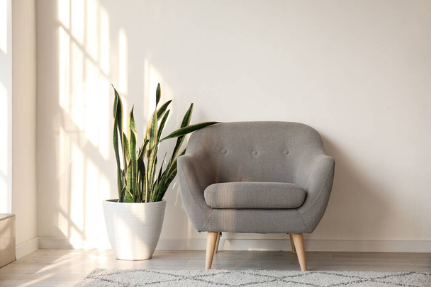 Comfortable armchair and houseplant near white wall - Fotoğraf, Görsel