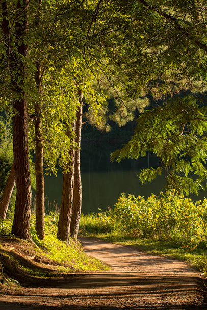 Walkway with tree in wild, Beauty nature scene. - Photo, Image