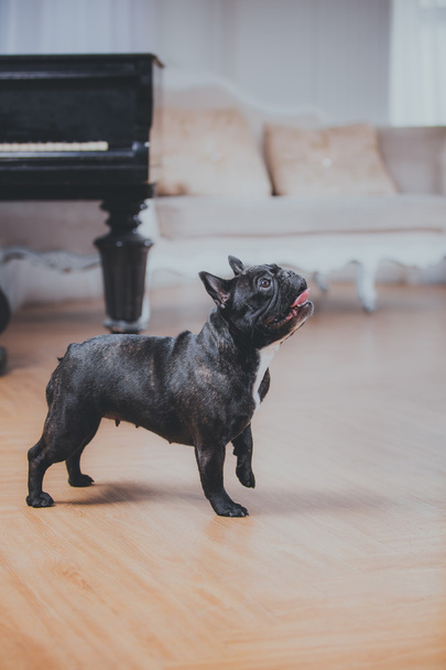 Französische Bulldogge in klassischem Ambiente im Studio - Foto, Bild