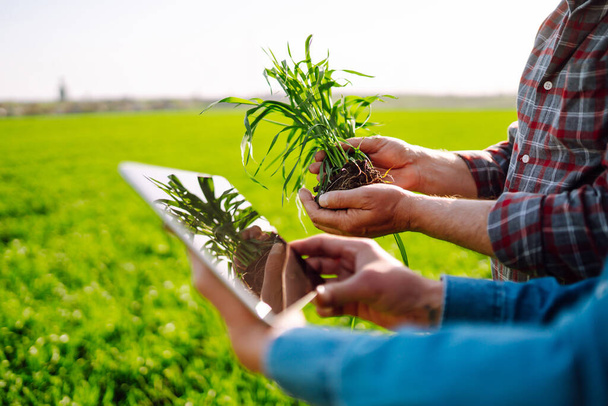 Farmers discuss agricultural issues on young wheat in the field. Farmers with tablet in the field. Smart farm. Agriculture, gardening or ecology concept. - Photo, image