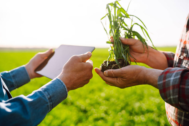 Farmers discuss agricultural issues on young wheat in the field. Farmers with tablet in the field. Smart farm. Agriculture, gardening or ecology concept. - Photo, image