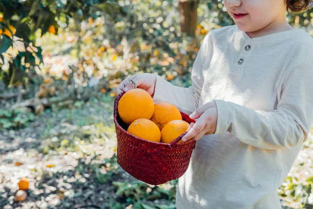Cute boy picking up oranges fruits  from orange tree in the garden. Harvesting fruit. Season lifestyle.  - Photo, Image