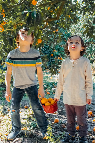 Tatlı çocuklar bahçedeki portakal ağacından meyve topluyor. Meyve topluyorum. Sezon yaşam tarzı.  - Fotoğraf, Görsel