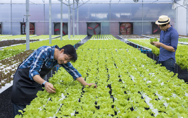 Ázsiai helyi gazdák termesztik saját zöld tölgysalátájukat az üvegházban, hidroponikus vízrendszert használva ökológiai megközelítésben a családi vállalkozások számára - Fotó, kép