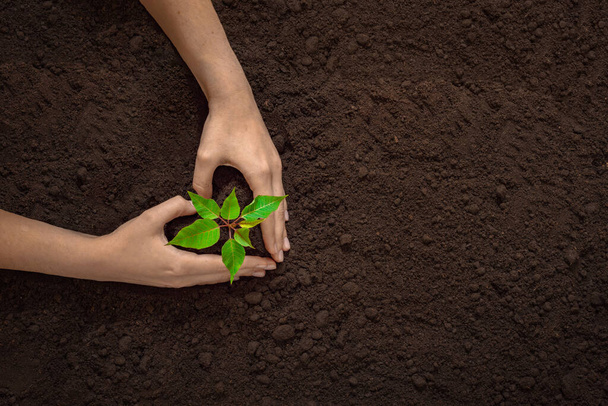 handen in het bezit van een jonge groene plant, bovenaanzicht vrije ruimte, aarde dag achtergrond, het concept van landbouw, nieuw leven, investeringen, biologische producten en ecologie - Foto, afbeelding