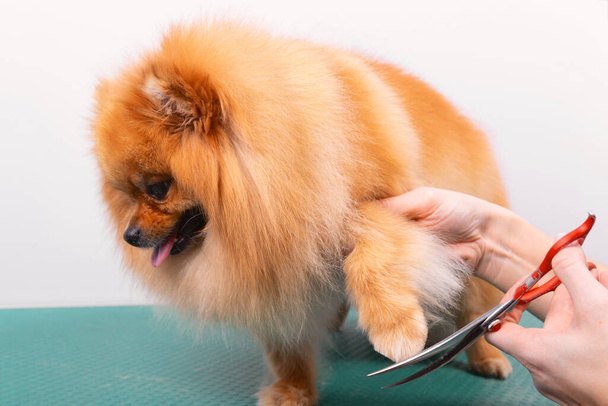 Professional groomer takes care of Orange Pomeranian Spitz in animal beauty salon. Grooming salon worker cuts hair on decorative toy dog paw in close up. Specialist works with curved scissors. - Photo, Image