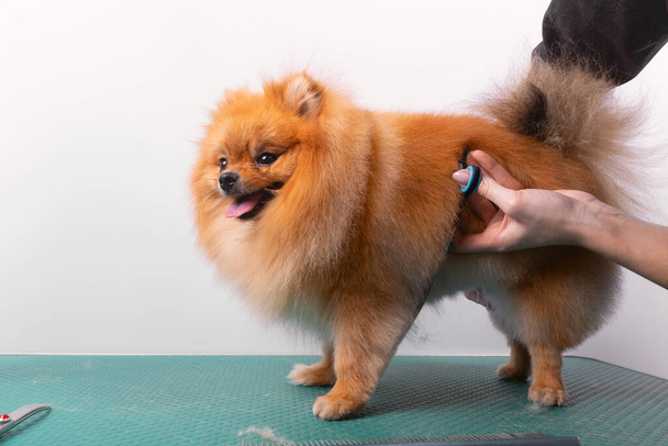 Professional groomer takes care of Orange Pomeranian Spitz in animal beauty salon. Grooming salon worker cuts hair on decorative toy dog paw in close up. Specialist works with curved scissors. - Foto, imagen