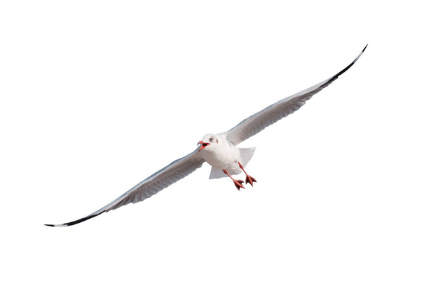 mewy latające samotnie na białym tle - ścieżki obcinania - Zdjęcie, obraz