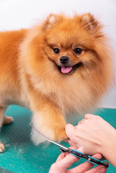 Professional groomer takes care of Orange Pomeranian Spitz in animal beauty salon. Grooming salon worker cuts hair on decorative toy dog paw in close up. Specialist works with curved scissors. - Foto, imagen