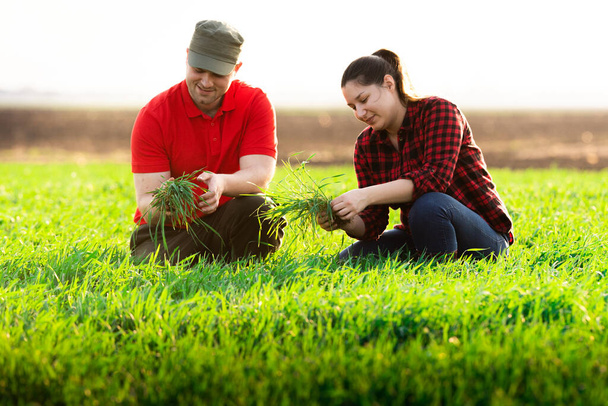 Jeunes agriculteurs examinant le blé semé dans les champs
 - Photo, image