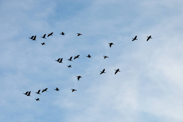 siluetas de aves volando sobre el cielo azul - Foto, imagen