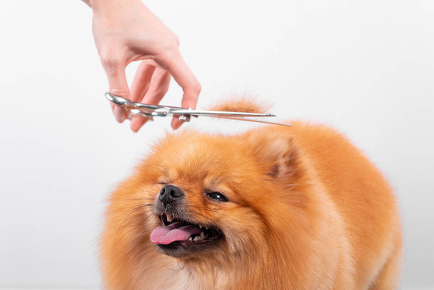Professional groomer takes care of Orange Pomeranian Spitz in animal beauty salon. Grooming salon worker cuts hair on decorative toy dog head in close up. Specialist works with curved scissors. - Foto, Bild