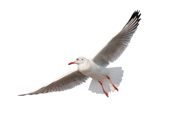 Seagull flying isolated on white background - clipping paths - Photo, Image