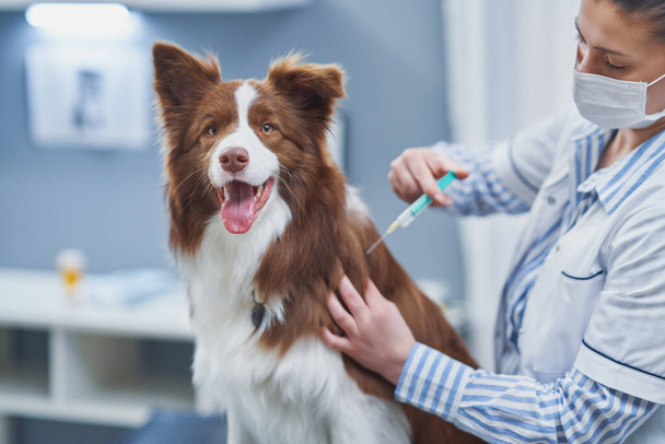 Brown Border Collie cão durante a visita no veterinário - Foto, Imagem