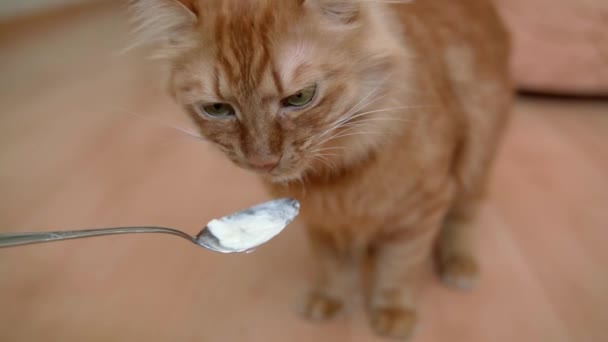 Un gatto zenzero in casa lecca una crema bianca con una lingua da un cucchiaio nel pomeriggio, mangia un delizioso pranzo primo piano. Il gatto mangia da un cucchiaio il cibo alla panna bianco servito per pranzo a un gatto rossiccio, un primo piano del gatto. - Filmati, video