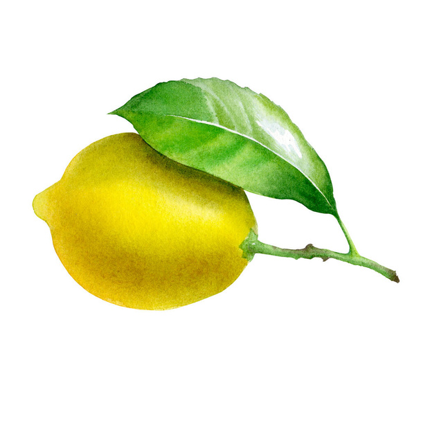Lemon. Botanical watercolor isolated illustration. - Φωτογραφία, εικόνα