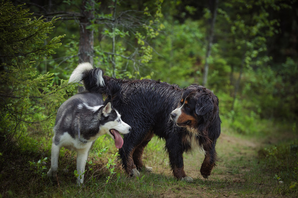 Dog breed Bernese Mountain Dog - 写真・画像