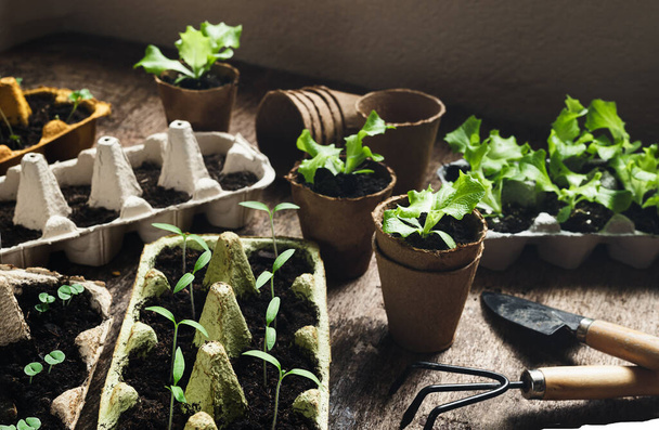 Reused egg trays and coconut biodegradable pots with seedlings on the dark wooden table with gardening tools, sustainable home gardening and environmentally friendly living concept - Photo, Image