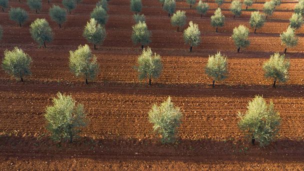 Aerial drone view of a olive trees plantage for the production of olive oil near Antequera, Andalusia, south Spain. Olive tree fiel seen from above - Foto, Bild