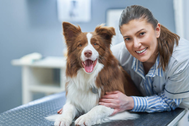 Brown Border Collie cão durante a visita no veterinário - Foto, Imagem