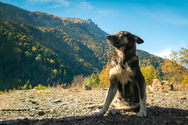 An ordinary mongrel dog sits and looks strictly to the side against the background of mountains on a sunny day - Photo, Image