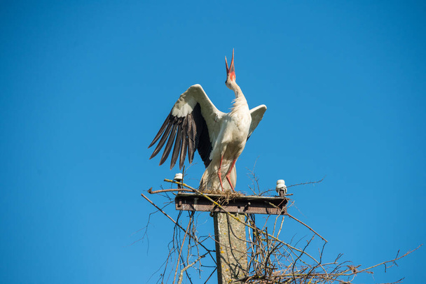 Beautiful one white storks Ciconia ciconia sings on blue sky - Photo, Image