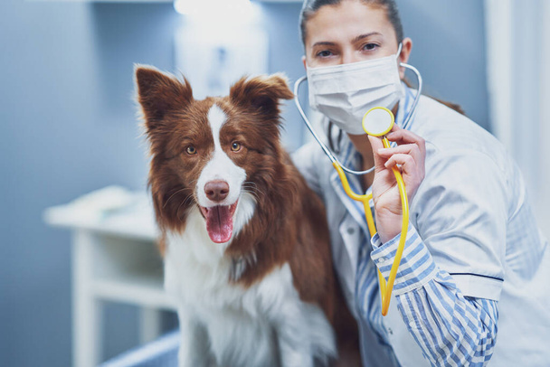 Brown Border Collie σκυλί κατά τη διάρκεια της επίσκεψης στον κτηνίατρο - Φωτογραφία, εικόνα