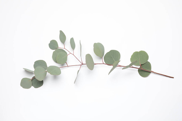 Eucalyptus branch with fresh leaves isolated on white, top view - Φωτογραφία, εικόνα
